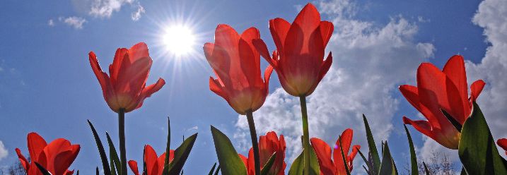 Rote Tulpen vor blauem Himmel